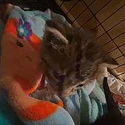 Dallas joined the competition — help win amazing prizes! bedding, blanket, blurry, cage, cat, closeup, colorful_blanket, cozy, crate, furry, indoor, kitten, low_light, pet, plush_toy, portrait, sleepy, small_animal, soft_toy, whiskers