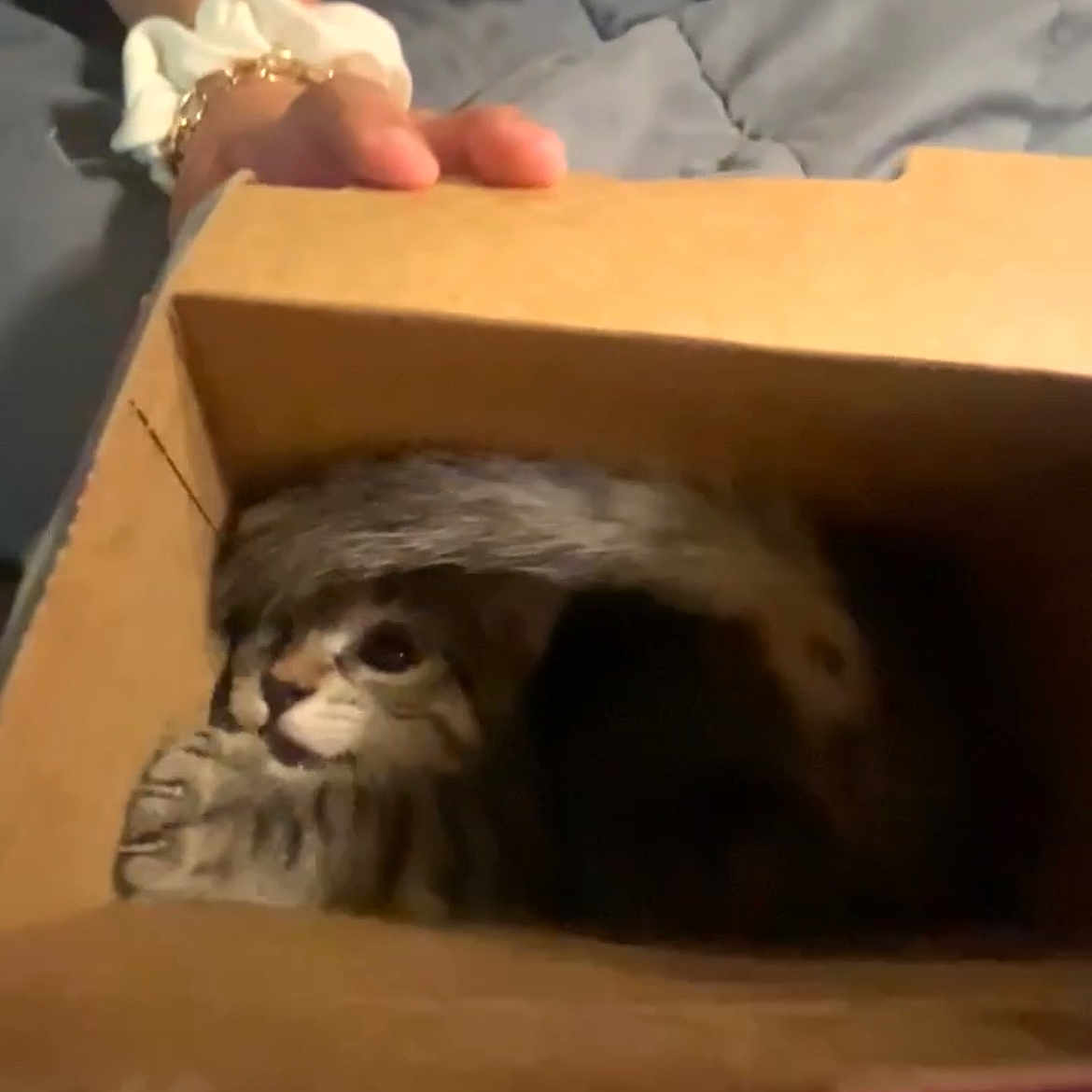 Dallas joined the competition — help win amazing prizes! animal, blanket, cardboard_box, cat, cozy, cute, feline, fur, hand, indoor, kitten, paw, pet, resting, small, snug, soft, striped, tabby, tail