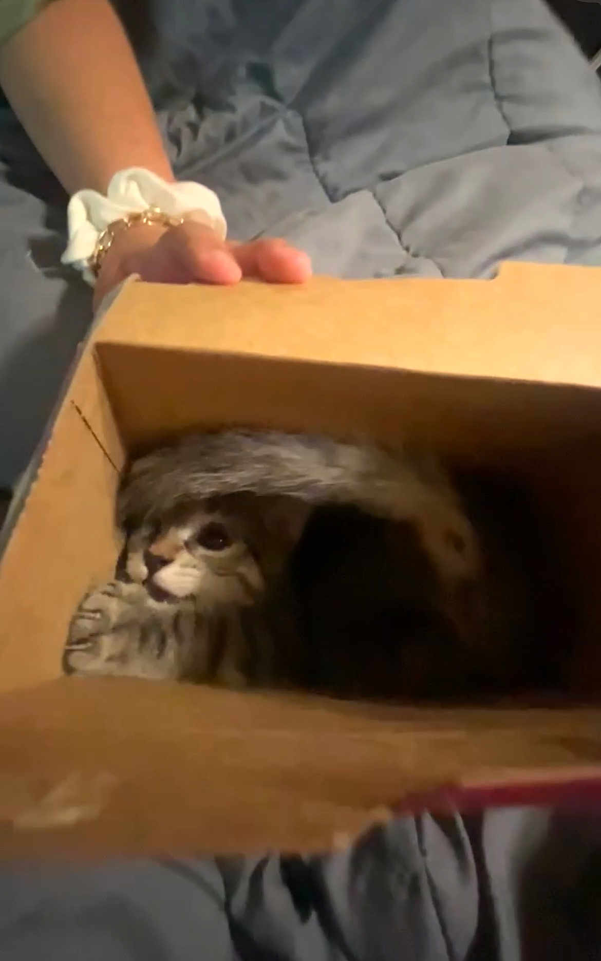 Dallas joined the competition — help win amazing prizes! kitten, cat, cardboard_box, tail, paw, striped, pet, feline, cute, animal, indoor, resting, snug, hand, blanket, soft, small, fur, tabby, cozy