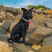 Alya participe au concours pour gagner de l'argent avec cette photo : dog, black_dog, collar, rocky_terrain, outdoor, nature, animal, pet, sitting, blue_sky, rocks, sunlight, alert, fur, canine, wildlife, daytime, tag, landscape, watchful