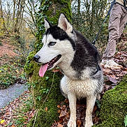 Maicka a rejoint le concours — aidez-le/la à gagner de superbes lots ! dog, siberian_husky, blue_eyes, tongue_out, leash, person, forest, tree, moss, leaves, fall, outdoor, nature, stream, animal, pet, walking, hiking, canine, companion