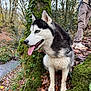 dog, siberian_husky, blue_eyes, tongue_out, leash, person, forest, tree, moss, leaves, fall, outdoor, nature, stream, animal, pet, walking, hiking, canine, companion