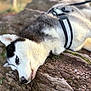 Maicka participe au concours pour gagner de l'argent avec cette photo : dog, husky, blue_eyes, lying_down, rock, harness, leash, outdoor, nature, pet, animal, fur, close_up, resting, canine, portrait, muzzle, side_view, ground, daylight