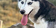 Maicka a rejoint le concours — aidez-le/la à gagner de superbes lots ! dog, siberian_husky, tongue_out, blue_eyes, outdoor, rock, nature, animal, pet, fur, canine, portrait, mammal, daylight, close_up, wildlife, head, ears, snout, background_blur