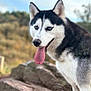 dog, siberian_husky, tongue_out, blue_eyes, outdoor, rock, nature, animal, pet, fur, canine, portrait, mammal, daylight, close_up, wildlife, head, ears, snout, background_blur