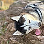 Maicka participe au concours pour gagner de l'argent avec cette photo : dog, husky, blue_eyes, tongue_out, close_up, outdoor, rock, nature, fur, pet, animal, canine, resting, black_and_white, leash, portrait, head, ears, snout, tongue