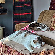 Luvy joined the competition — help win amazing prizes! blanket, brown, cat, comfort, couch, cozy, decor, feline, furniture, home, indoor, patterned, pet, quiet, relaxation, resting, sleeping, soft_light, striped, white