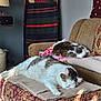 blanket, brown, cat, comfort, couch, cozy, decor, feline, furniture, home, indoor, patterned, pet, quiet, relaxation, resting, sleeping, soft_light, striped, white
