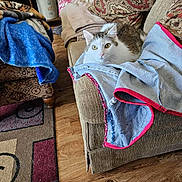 Sugar joined the competition — help win amazing prizes! cat, couch, blanket, pillow, denim, tabby_cat, indoor, floor, rug, furniture, cozy, pet, animal, living_room, wood_floor, textile, pattern, household, relaxing, curious