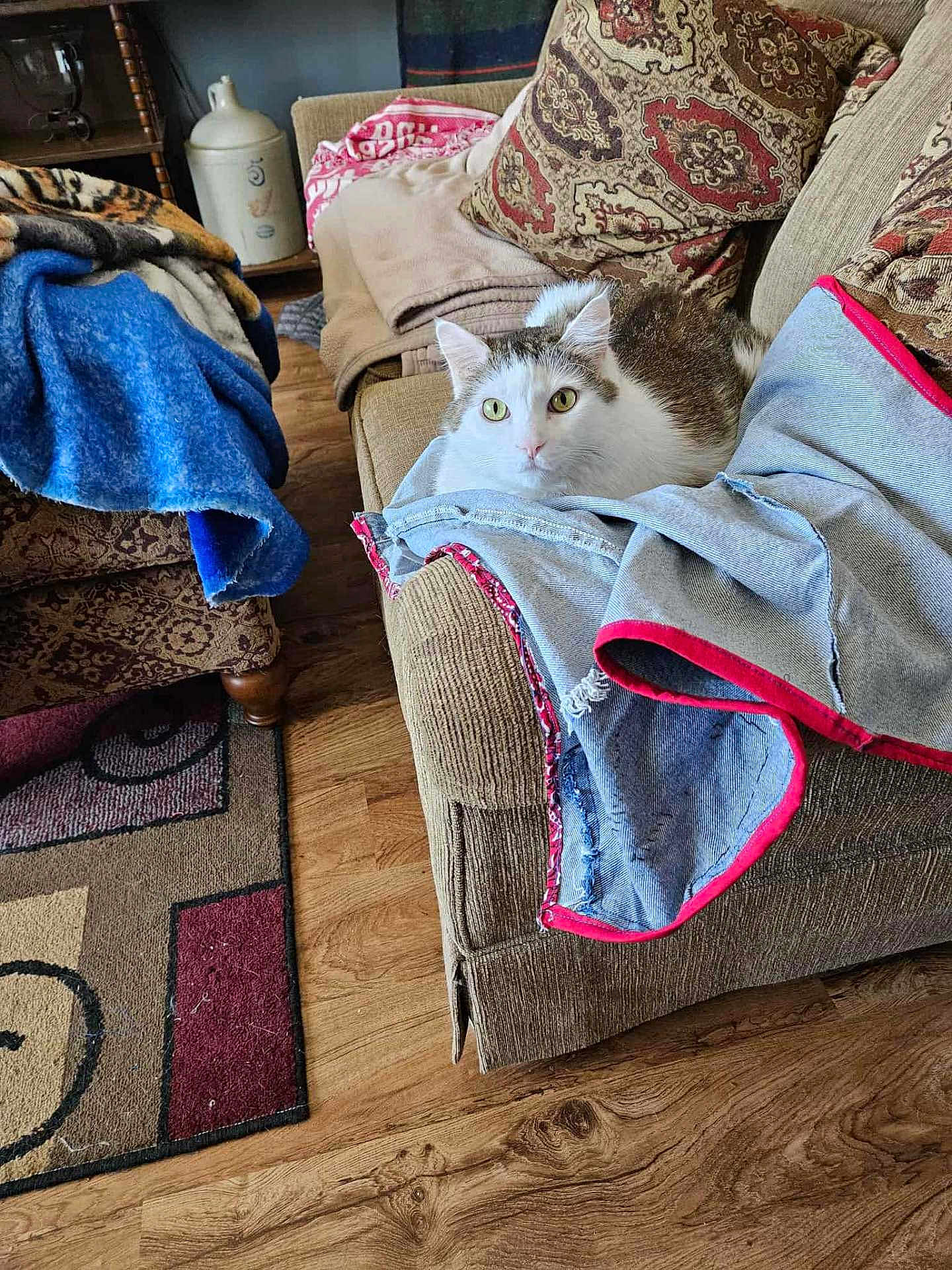 Sugar joined the competition — help win amazing prizes! cat, couch, blanket, pillow, denim, tabby_cat, indoor, floor, rug, furniture, cozy, pet, animal, living_room, wood_floor, textile, pattern, household, relaxing, curious