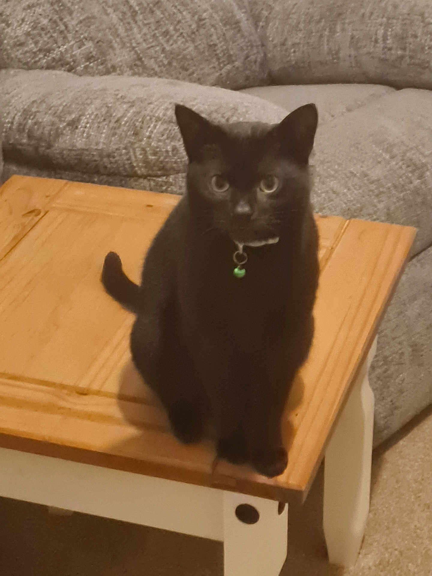 Reggie joined the competition — help win amazing prizes! cat, black_cat, pet, indoor, wood_table, coffee_table, sofa, couch, collar, green_bell, sitting, tail, fur, eyes, shadow, living_room, furniture, portrait, close_up, domestic_animal