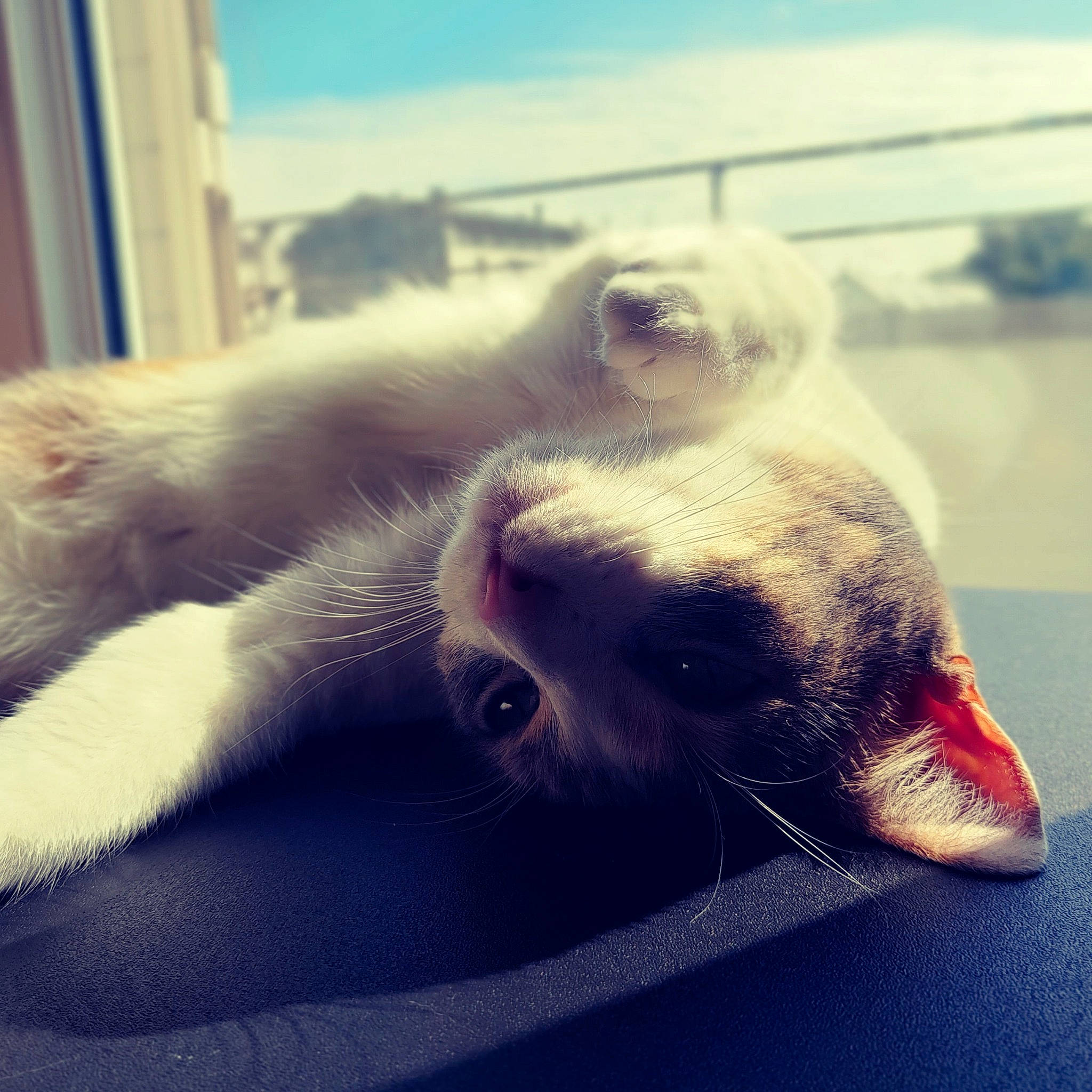 Nala participe au concours pour gagner de l'argent avec cette photo : canidae, carnivore, cat, cloud, dog_breed, domestic_short_haired_cat, fawn, felidae, fur, mammal, meteorological_phenomenon, morning, paw, sky, small_to_medium_sized_cats, sunlight, tail, vertebrate, whiskers, wing