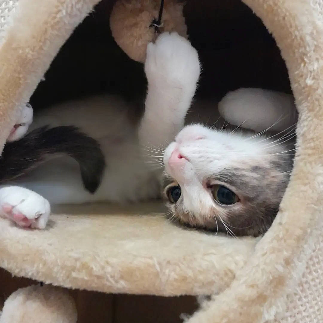 Nala participe au concours pour gagner de l'argent avec cette photo : bored, carnivore, cat, cat_bed, cat_supply, claw, comfort, domestic_short_haired_cat, fawn, felidae, foot, fur, nap, paw, pet_supply, small_to_medium_sized_cats, snout, tail, terrestrial_animal, whiskers