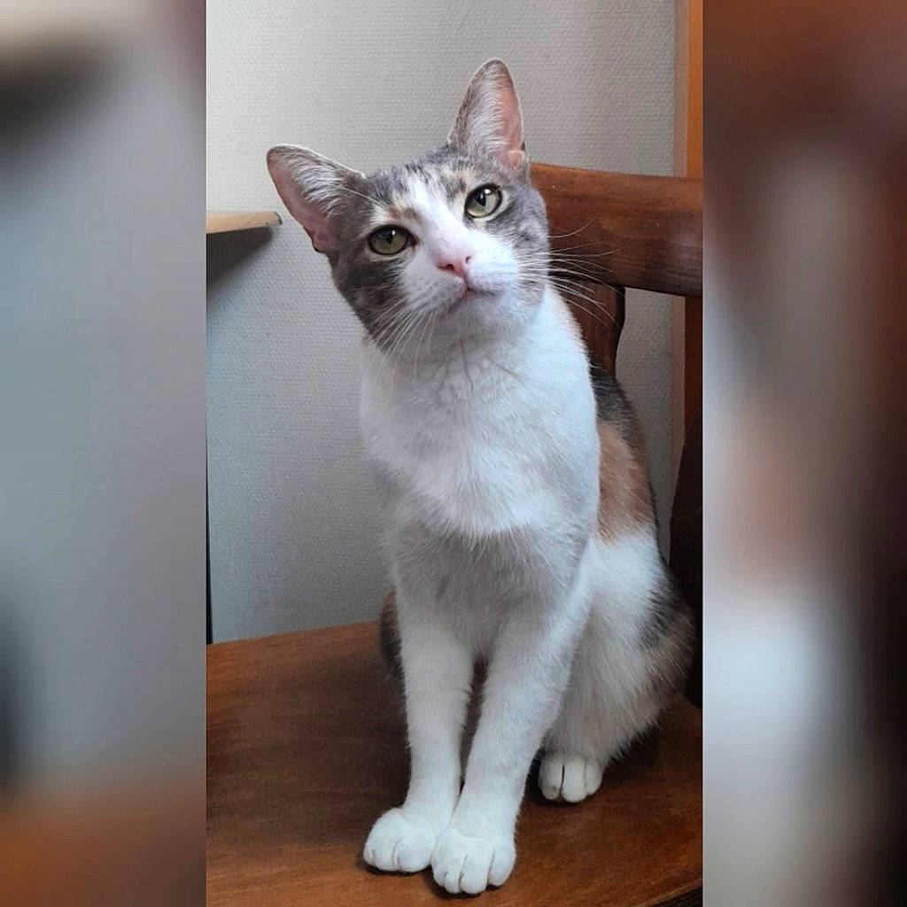 Nala participe au concours pour gagner de l'argent avec cette photo : carnivore, cat, domestic_short_haired_cat, fawn, felidae, fixture, flooring, fur, hardwood, internet_meme, paw, photo_caption, rectangle, small_to_medium_sized_cats, snout, tail, terrestrial_animal, whiskers, wood