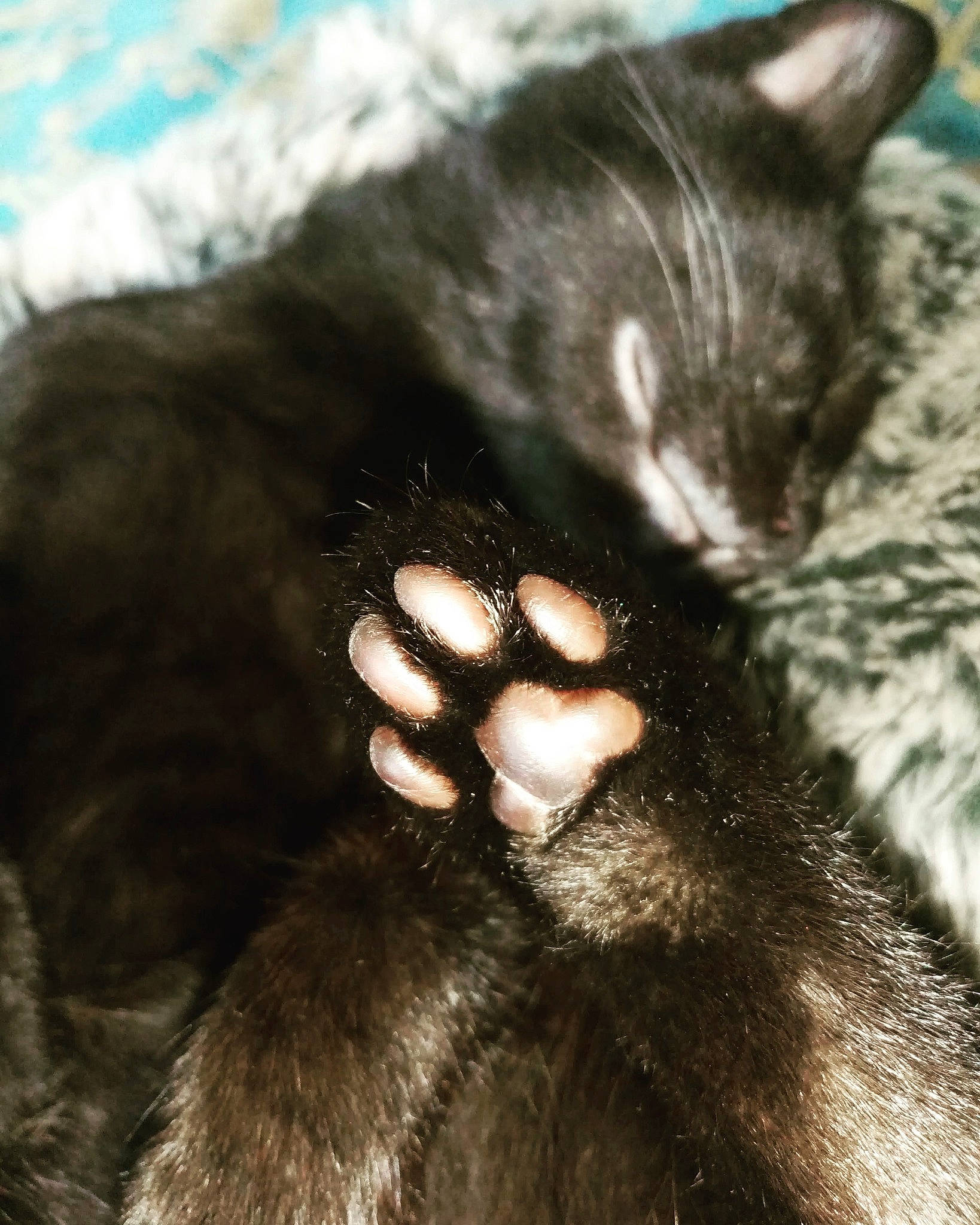 Lexie. a rejoint le concours — aidez-le/la à gagner de superbes lots ! black_cat, bombay, carnivore, cat, claw, comfort, domestic_short_haired_cat, ear, felidae, fur, gesture, monochrome_photography, paw, shadow, small_to_medium_sized_cats, snout, tail, terrestrial_animal, whiskers