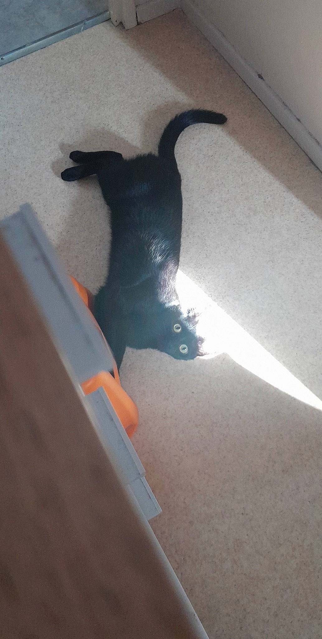 Lexie. participe au concours pour gagner de l'argent avec cette photo : black_cat, canidae, carnivore, collar, companion_dog, dog, dog_breed, felidae, floor, flooring, hardwood, non_sporting_group, pet_supply, room, shadow, small_to_medium_sized_cats, sporting_group, tail, tints_and_shades, wood