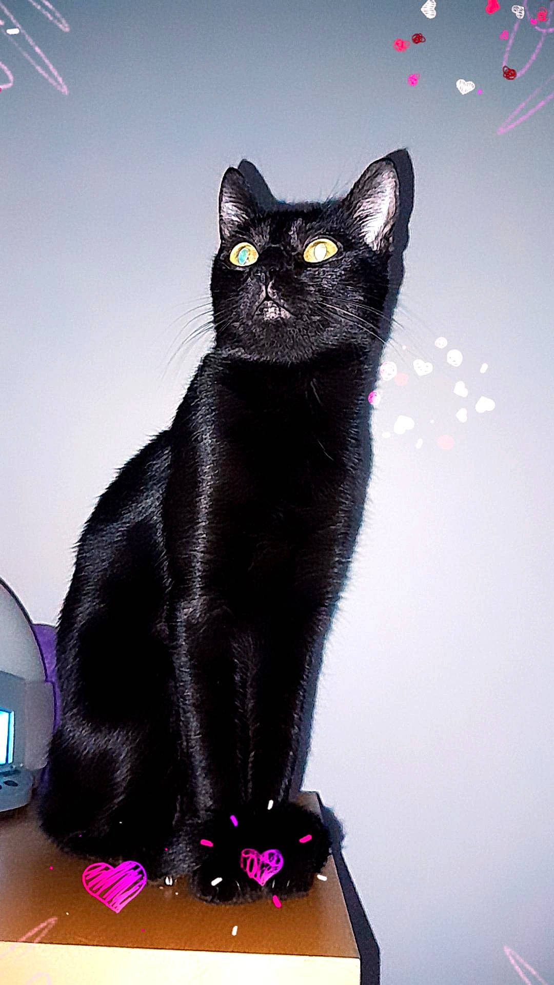 Lexie. participe au concours pour gagner de l'argent avec cette photo : animal_figure, art, black_cat, bombay, carnivore, cat, domestic_short_haired_cat, electric_blue, eye, felidae, fur, illustration, magenta, paw, small_to_medium_sized_cats, snout, tail, terrestrial_animal, whiskers, window