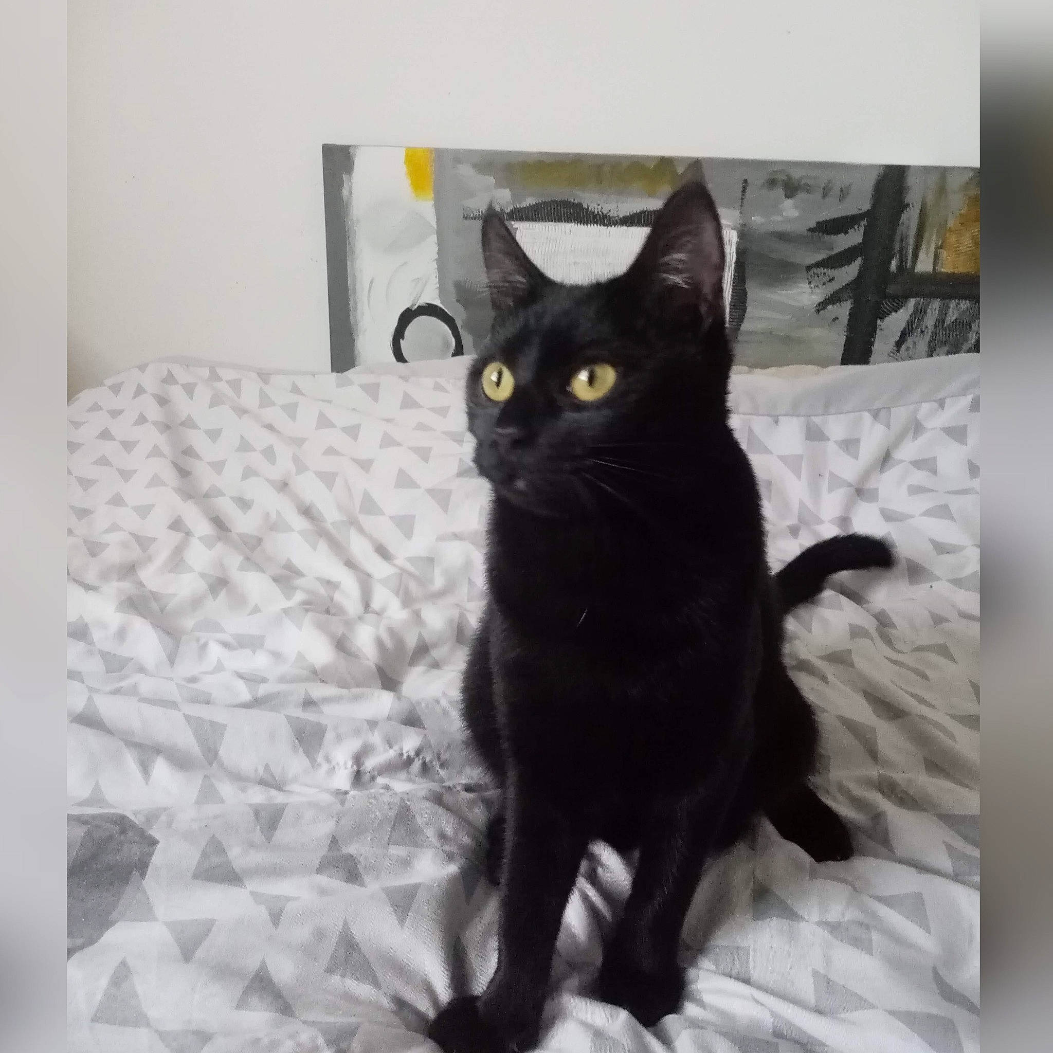 Lexie. a rejoint le concours — aidez-le/la à gagner de superbes lots ! black_cat, bombay, carnivore, cat, claw, comfort, domestic_short_haired_cat, felidae, fur, rectangle, small_to_medium_sized_cats, snout, tail, terrestrial_animal, whiskers