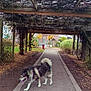 Morpheus a rejoint le concours — aidez-le/la à gagner de superbes lots ! dog, husky, walk, path, pergola, vines, autumn, leaves, trees, park, outdoor, nature, pet, animal, fence, grass, shrub, leash, pavement, wood