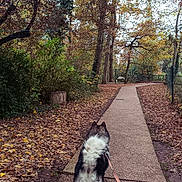 Morpheus participe au concours pour gagner de l'argent avec cette photo : dog, leash, path, autumn, fall_leaves, trees, outdoor, nature, walk, forest, park, canine, seasonal, brown, orange, green, scenic, pet, trail, daytime