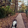 dog, leash, path, autumn, fall_leaves, trees, outdoor, nature, walk, forest, park, canine, seasonal, brown, orange, green, scenic, pet, trail, daytime