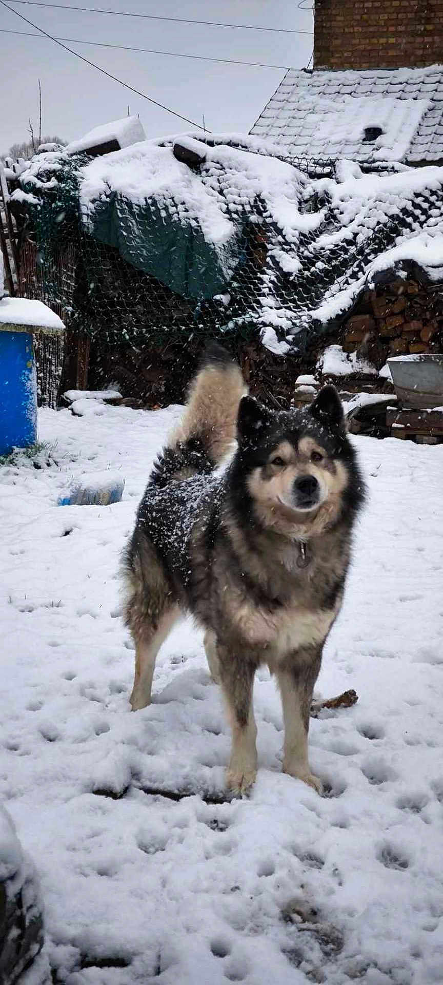 Morpheus a rejoint le concours — aidez-le/la à gagner de superbes lots ! dog, snow, outdoor, winter, fur, animal, canine, backyard, snowfall, cold, nature, pet, mammal, fluffy, standing, rural, woodpile, snow_covered, tail, ears