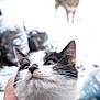 Vachette a rejoint le concours — aidez-le/la à gagner de superbes lots ! cat, dog, snow, hand, pet, animal, outdoor, winter, blurred_background, black_and_white_cat, feline, canine, fur, whiskers, close_up, nature, domestic_animal, cute, friendly, cold_weather