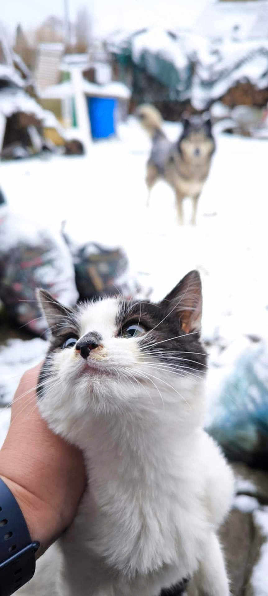 Vachette a rejoint le concours — aidez-le/la à gagner de superbes lots ! cat, dog, snow, hand, pet, animal, outdoor, winter, blurred_background, black_and_white_cat, feline, canine, fur, whiskers, close_up, nature, domestic_animal, cute, friendly, cold_weather
