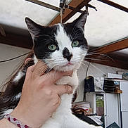 Vachette participe au concours pour gagner de l'argent avec cette photo : cat, black_and_white, green_eyes, hand, bracelet, indoor, ceiling, wooden_beams, shelves, storage, clutter, person, pet, animal, paw, fur, portrait, holding, calm, close_up