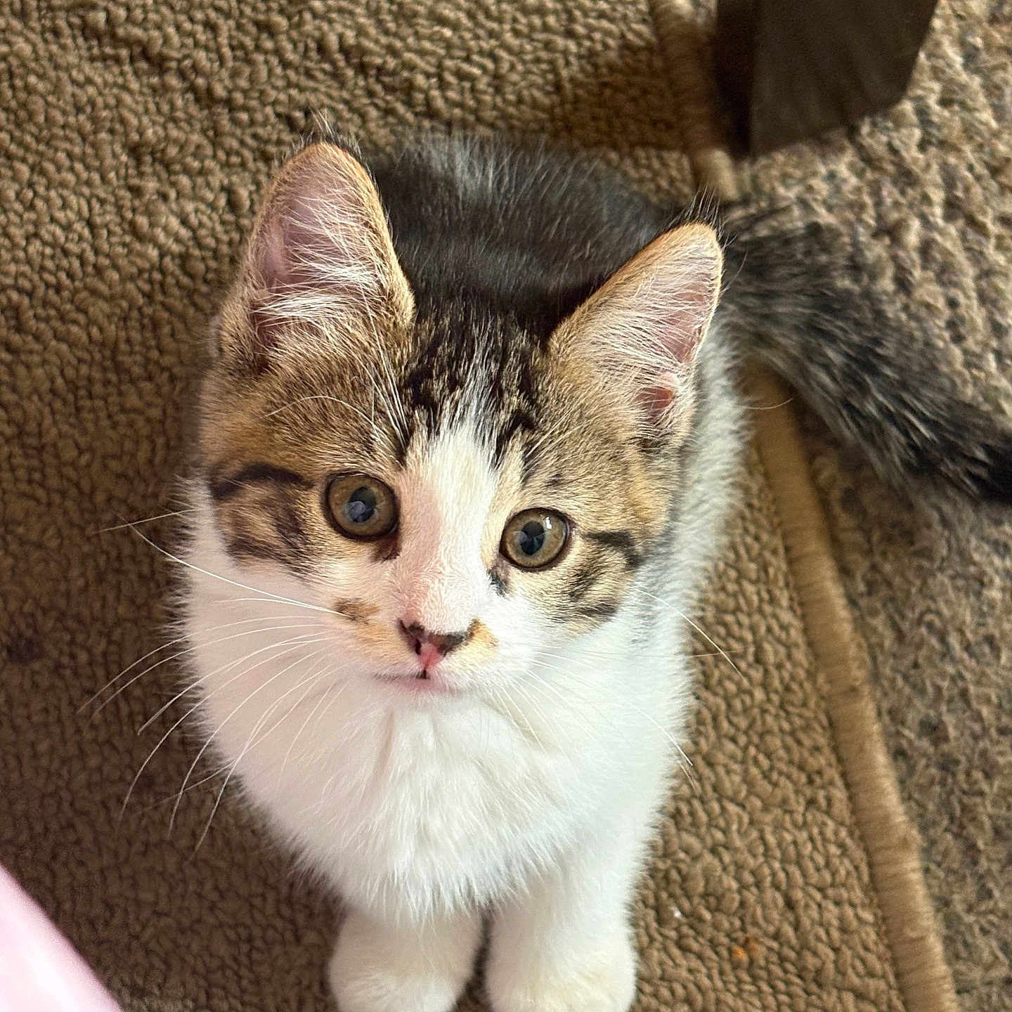 Obi Wan is registered to the contest to win money with this photo: kitten, cat, pet, animal, fur, cute, small, whiskers, ears, eyes, paws, indoor, carpet, texture, looking_up, young, adorable, mammal, feline, domestic