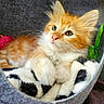 kitten, cat, orange_and_white, fluffy, furry, pet, animal, portrait, green_eyes, pink_nose, whiskers, pointed_ears, paws, lying_down, pet_bed, blanket, cozy, indoor, cute, relaxed