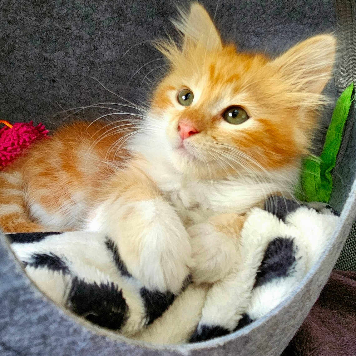 Oscar a rejoint le concours — aidez-le/la à gagner de superbes lots ! kitten, cat, orange_and_white, fluffy, furry, pet, animal, portrait, green_eyes, pink_nose, whiskers, pointed_ears, paws, lying_down, pet_bed, blanket, cozy, indoor, cute, relaxed