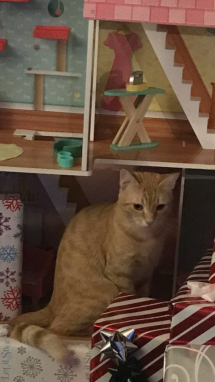 Purry joined the competition — help win amazing prizes! carnivore, cat, domestic_short_haired_cat, felidae, flag_of_the_united_states, fur, mammal, pet_supply, small_to_medium_sized_cats, snout, terrestrial_animal, vertebrate, whiskers