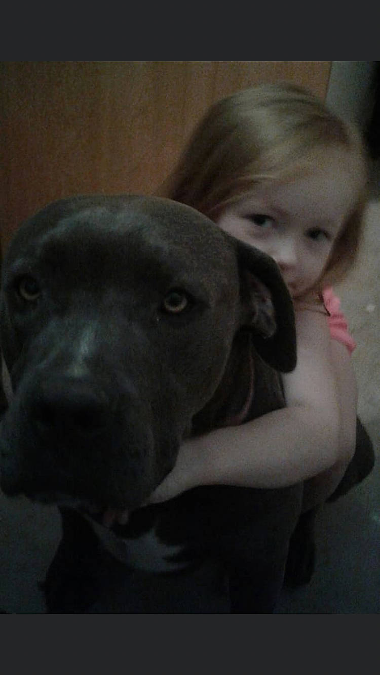 Bo Bo joined the competition — help win amazing prizes! beauty, black, blond, canidae, carnivore, companion_dog, dog, dog_breed, grey, human, interaction, iris, love, mammal, monochrome_photography, organ, skin, snout, sporting_group, working_animal