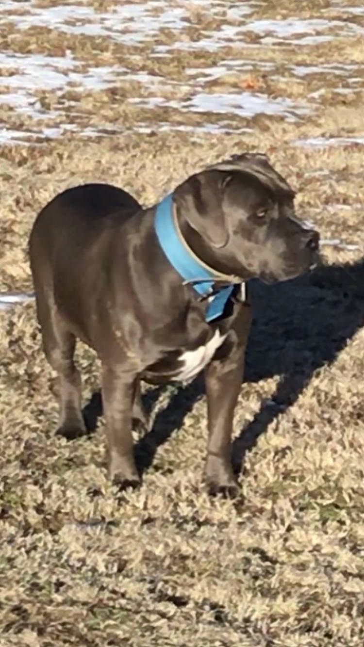 Bo Bo is registered to the contest to win money with this photo: blue_lacy, brown, canidae, carnivore, collar, companion_dog, dog, dog_breed, dog_collar, dog_supply, fawn, leash, liver, mammal, pet_supply, snout, sporting_group, tail, working_animal, working_dog