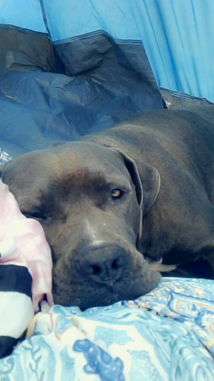 Bo Bo is registered to the contest to win money with this photo: aqua, blue, canidae, carnivore, comfort, companion_dog, dog, dog_breed, gun_dog, labrador_retriever, linens, mammal, retriever, snout, sporting_group, terrestrial_animal, vertebrate, whiskers, working_animal, working_dog