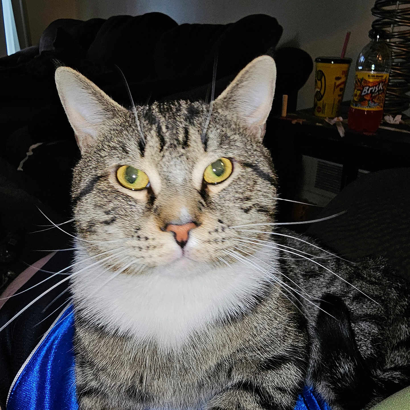 Milo joined the competition — help win amazing prizes! animal, blue_fabric, bottle, cat, close_up, couch, cup, curious, domestic_cat, fur, furniture, household, indoor, lamp, pet, sitting, tabby_cat, table, whiskers, yellow_eyes