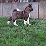 dog, puppy, grass, fence, concrete_wall, yard, outdoor, standing, profile_view, curled_tail, white_paws, brown_coat, pet, lawn, shrub, tree, backyard, portrait, side_view, canine