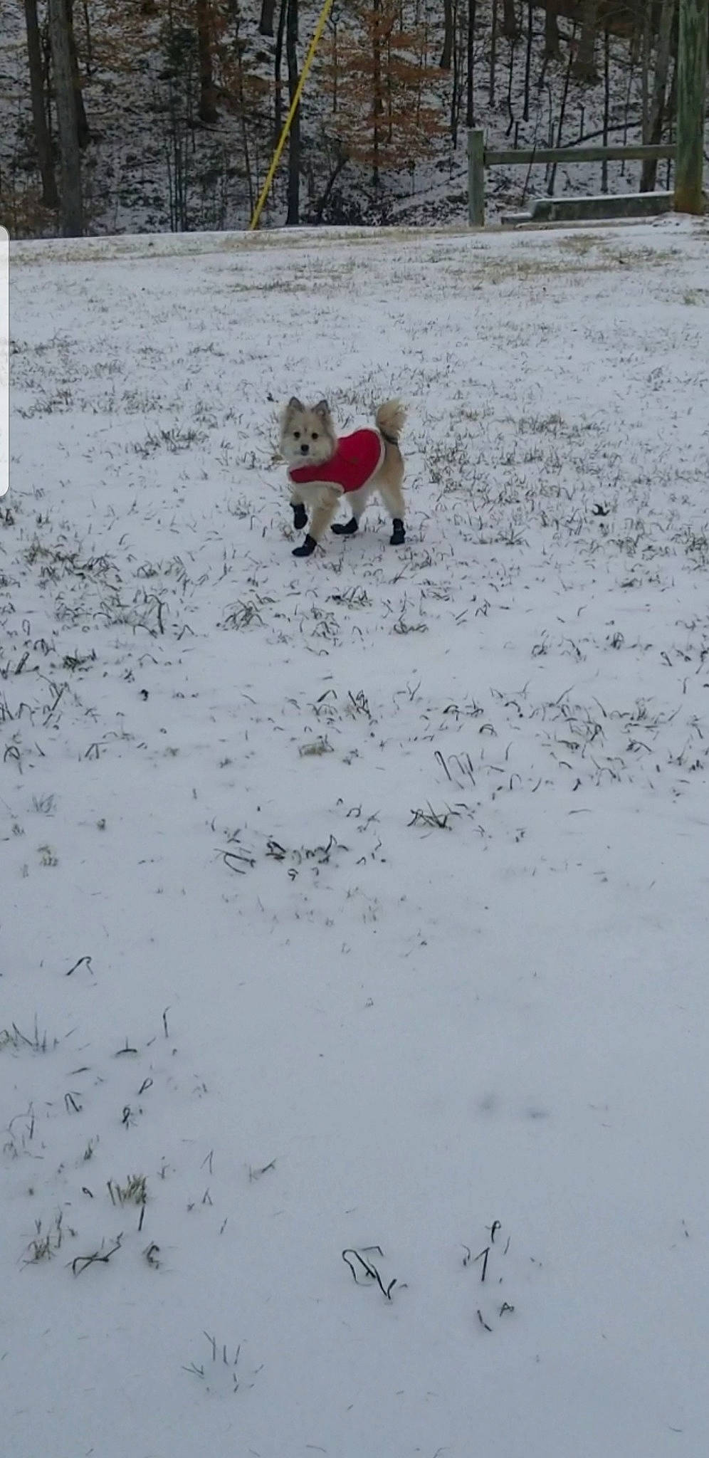 Fitz is registered to the contest to win money with this photo: ball, canidae, carnivore, companion_dog, dog, dog_breed, fawn, freezing, grass, non_sporting_group, slope, snow, soil, sporting_group, tail, tree, tundra, wildlife, winter, working_animal
