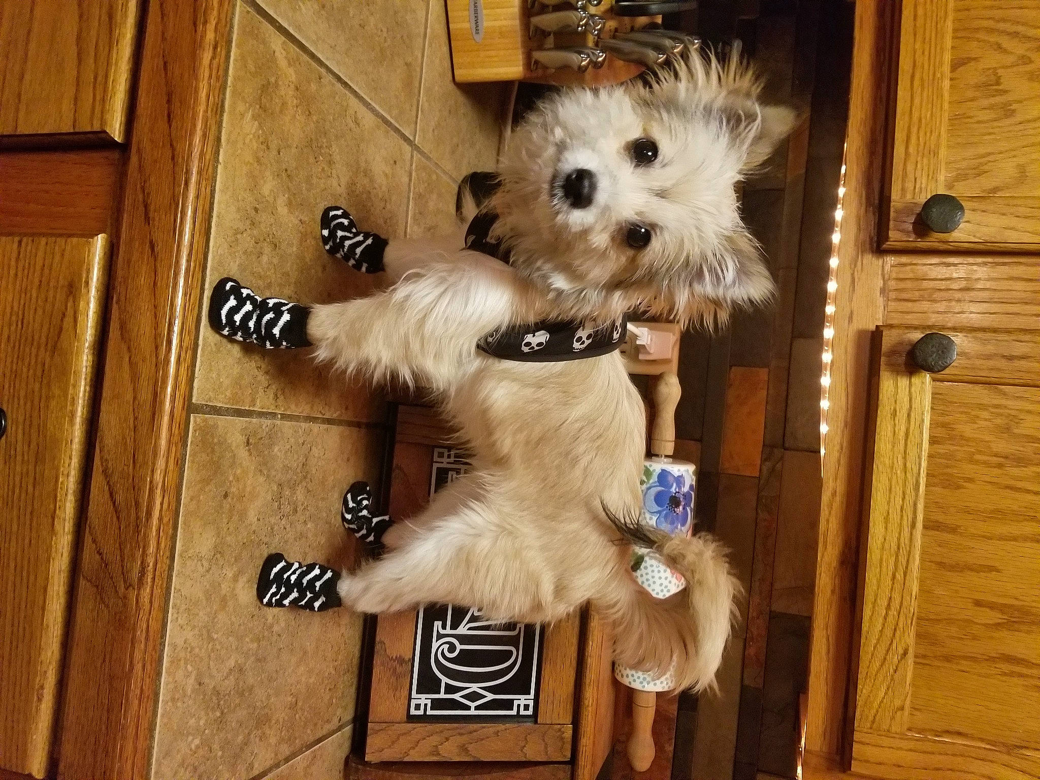 Fitz is registered to the contest to win money with this photo: carnivore, companion_dog, dog, dog_breed, dog_clothes, dog_supply, door, fawn, flooring, fur, hardwood, maltepoo, small_terrier, snout, sporting_group, terrier, toy_dog, wood, wood_stain, working_animal