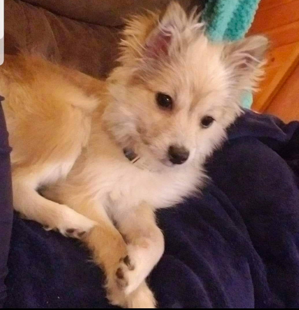 Fitz is registered to the contest to win money with this photo: canidae, carnivore, chair, companion_dog, dog, dog_breed, eye, fawn, fur, happy, non_sporting_group, photo_caption, puppy, snout, sporting_group, square, toy_dog, whiskers, working_animal