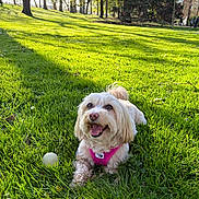 Elena Incio a rejoint le concours — aidez-le/la à gagner de superbes lots ! dog, grass, park, sunlight, trees, ball, happy, pet, outdoor, nature, canine, greenery, playful, animal, daylight, leisure, smiling, summer, small_dog, harness