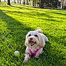 dog, grass, park, sunlight, trees, ball, happy, pet, outdoor, nature, canine, greenery, playful, animal, daylight, leisure, smiling, summer, small_dog, harness