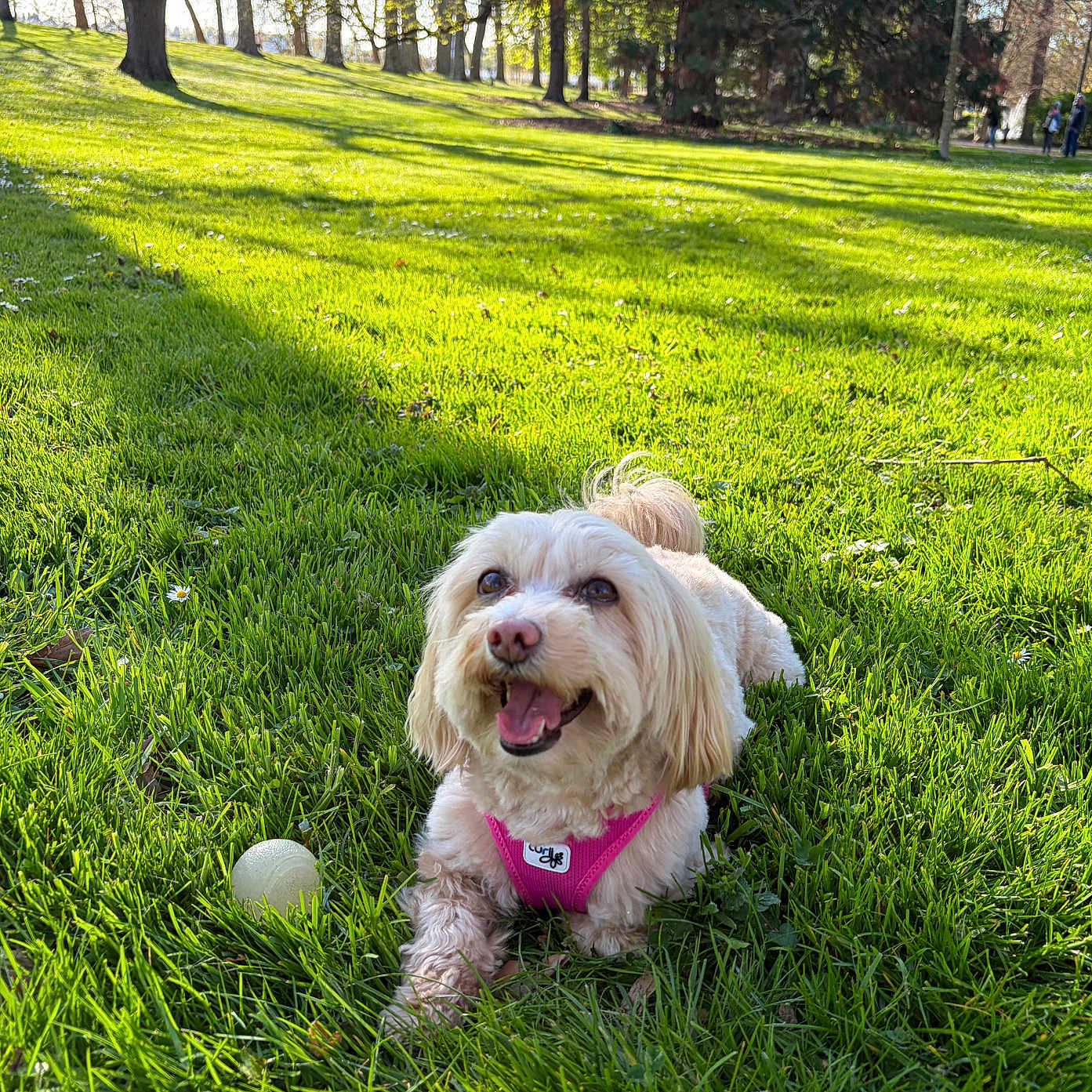 Elena Incio a rejoint le concours — aidez-le/la à gagner de superbes lots ! dog, grass, park, sunlight, trees, ball, happy, pet, outdoor, nature, canine, greenery, playful, animal, daylight, leisure, smiling, summer, small_dog, harness