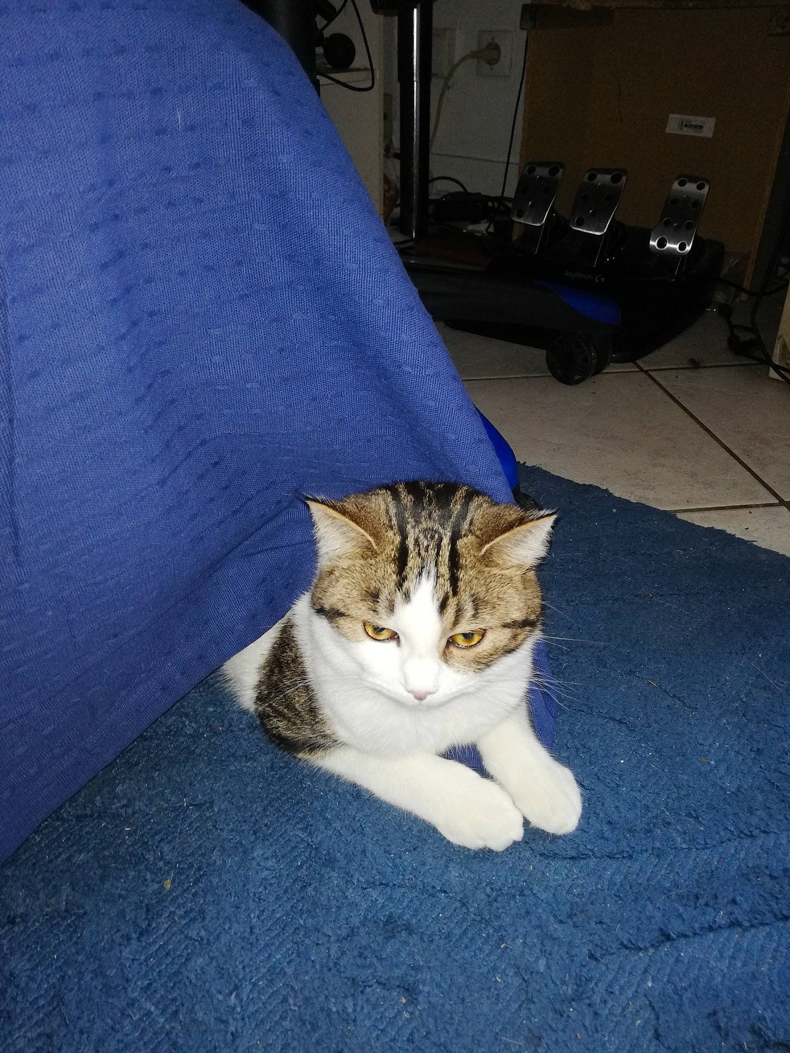 Babouch participe au concours pour gagner de l'argent avec cette photo : automotive_tire, carnivore, cat, comfort, couch, domestic_short_haired_cat, eye, felidae, floor, flooring, fur, grey, paw, sitting, small_to_medium_sized_cats, snout, tail, tire, whiskers, wood