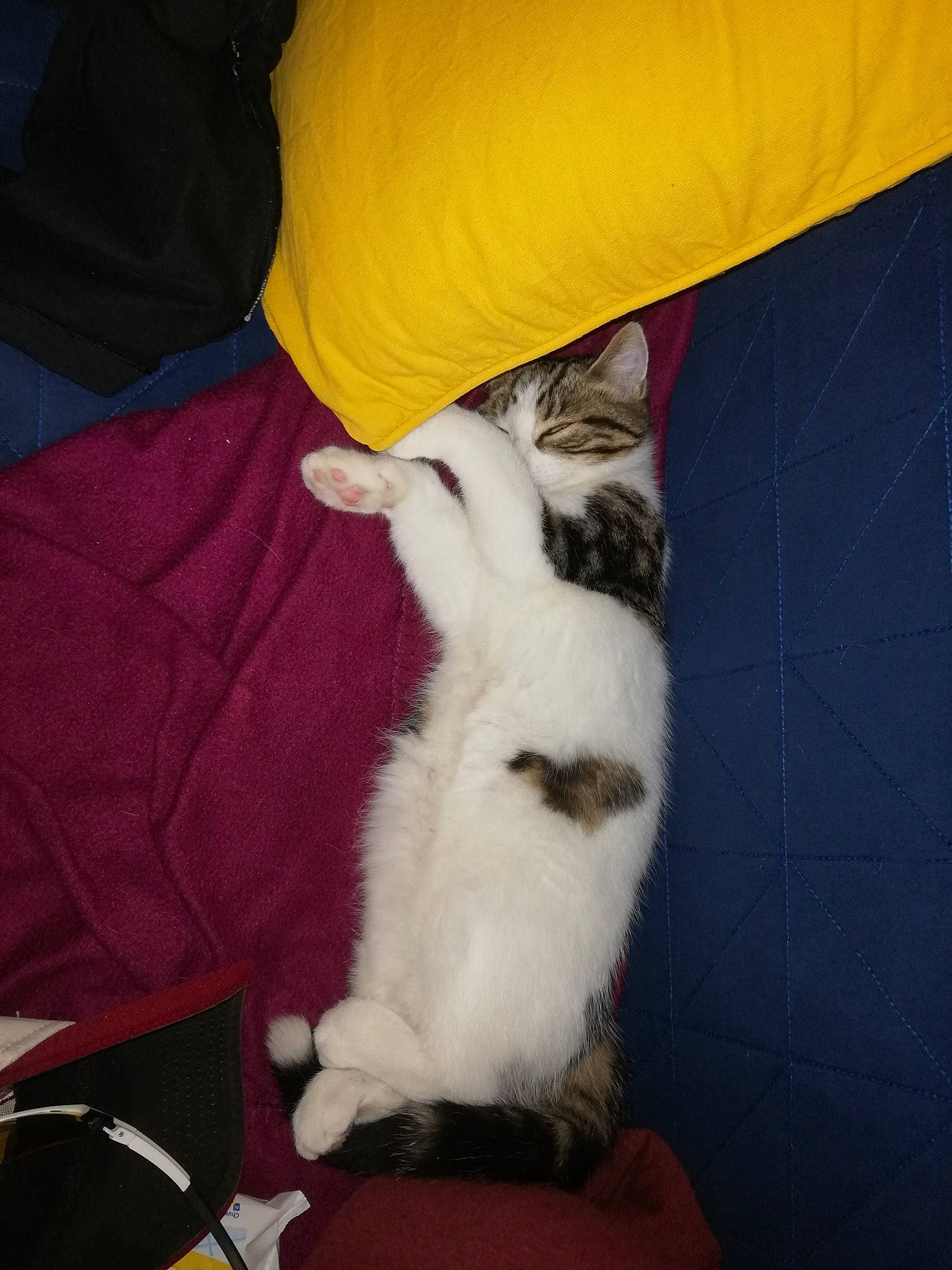 Babouch a rejoint le concours — aidez-le/la à gagner de superbes lots ! carnivore, cat, claw, comfort, companion_dog, dog_breed, domestic_short_haired_cat, ear, felidae, fur, gesture, human_leg, lap, nail, nap, paw, small_to_medium_sized_cats, tail, whiskers