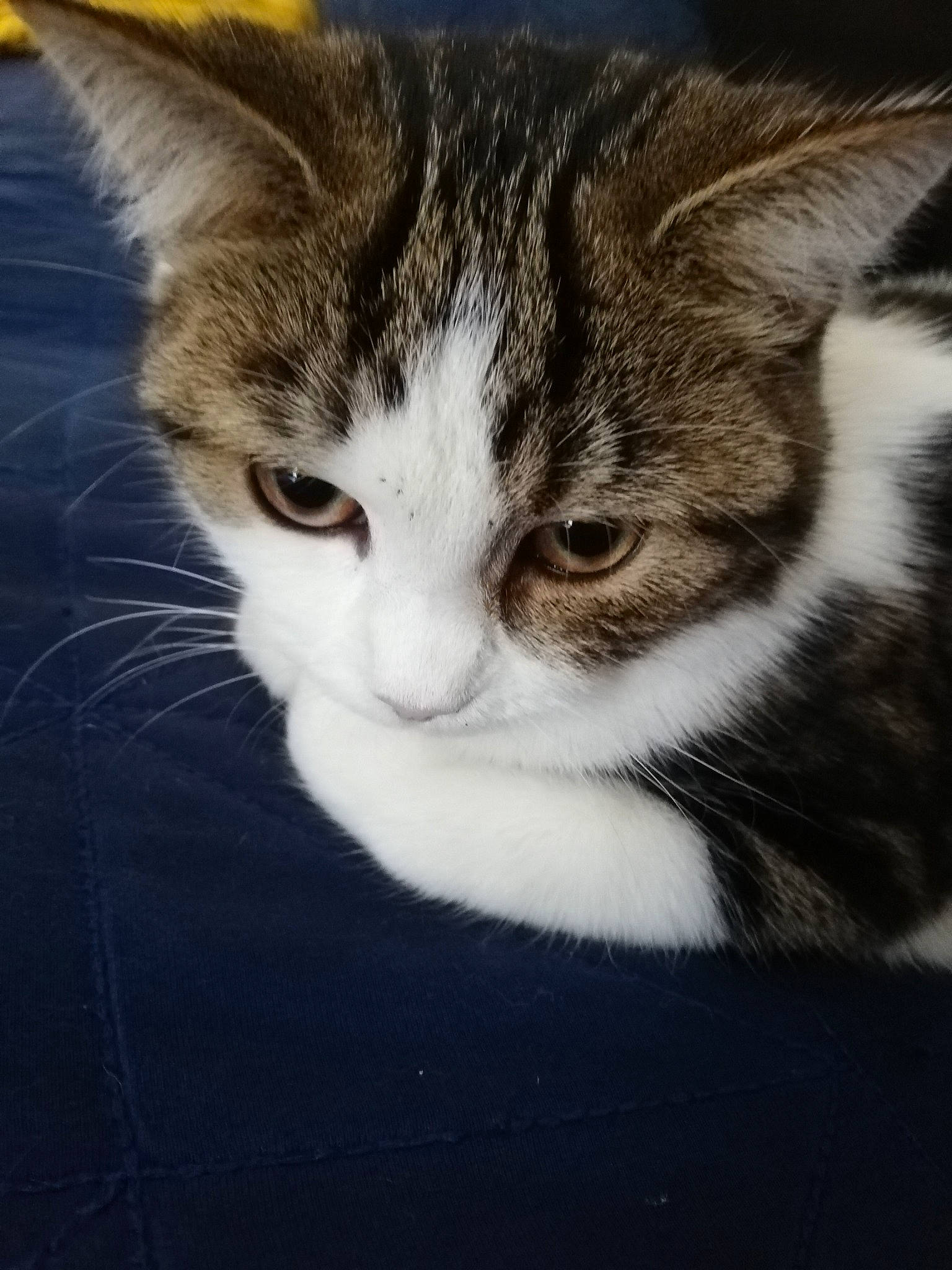 Babouch a rejoint le concours — aidez-le/la à gagner de superbes lots ! carnivore, cat, domestic_short_haired_cat, eye, felidae, fur, hair, head, paw, small_to_medium_sized_cats, snout, tree, whiskers, window