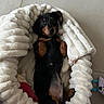 Aston a rejoint le concours — aidez-le/la à gagner de superbes lots ! dog, puppy, dachshund, bed, blanket, cozy, black, brown, cute, pet, animal, lying_down, indoor, soft, fur, paw, toy, relaxed, small_dog, looking_up