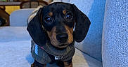Aston a rejoint le concours — aidez-le/la à gagner de superbes lots ! dog, puppy, dachshund, sweater, cute, pet, indoor, couch, living_room, home, furniture, cozy, small_dog, canine, animal, portrait, looking_at_camera, warm_lighting, textured_fabric, adorable