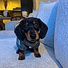 dog, puppy, dachshund, sweater, cute, pet, indoor, couch, living_room, home, furniture, cozy, small_dog, canine, animal, portrait, looking_at_camera, warm_lighting, textured_fabric, adorable